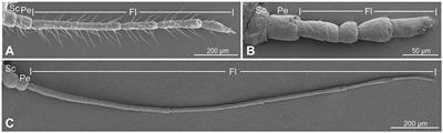 Comparative morphology and plant volatile responses of antennal sensilla in Cinara cedri (Hemiptera: Lachninae), Eriosoma lanigerum (Hemiptera: Eriosomatinae), and Therioaphis trifolii (Hemiptera: Calaphidinae)